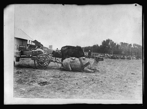 Foto russia del sud 1919 - foto:,