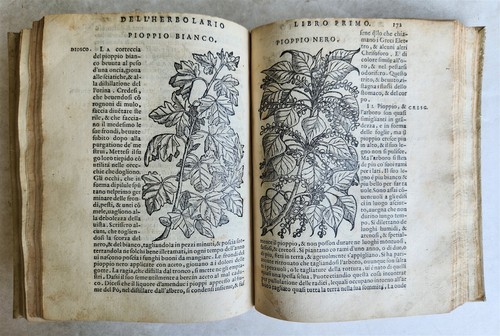 1561 pharmacopeia illustrated - pharmacopeia,