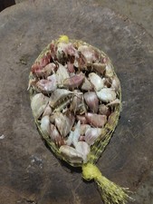 AGLIO ROSSO DI NUBIA