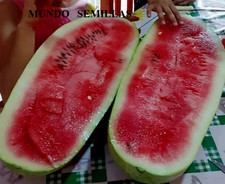 4 Semillas de Sandía carolina