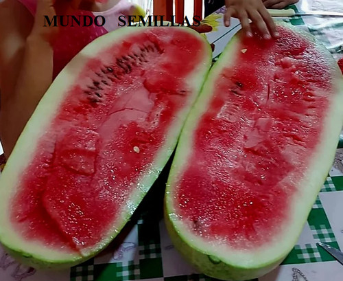 Semillas sandía carolina - 4,