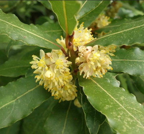Laurus nobilis pianta - laurus,