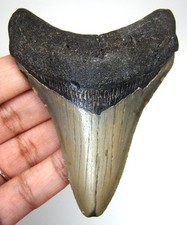 MEGALODONTE DENTE DI SQUALO