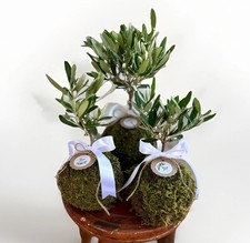 Set 10 pz Kokedama di Ulivo Olea Europea -Medio Ø10cm H 20/25cm