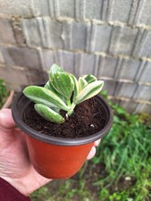 Pianta variegata vaso - 1, in