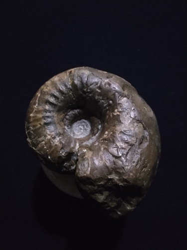 Esemplare ammonite fossile - di,