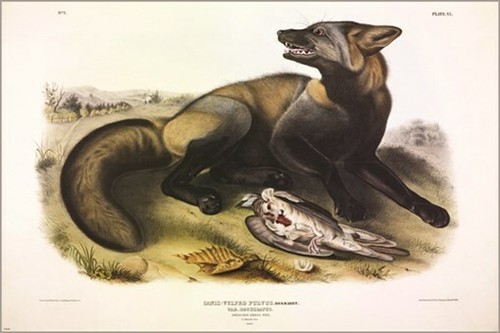 American cross fox john - american, cross-fox