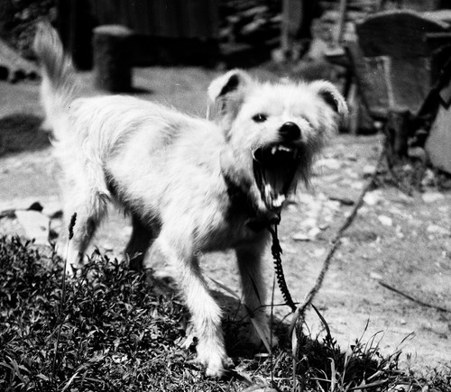 Bellender hund cane - hund",,