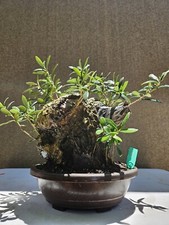 Old European Olive Bonsai