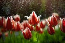 Trioplan Modification Helios