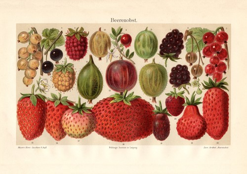 Frutta bacche stampa storica - frutta, a