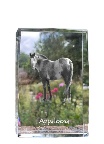Appaloosa cristallo con