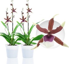 Piante di orchidee da interno