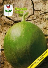20 Semi/Seeds CAROSELLO Tondo