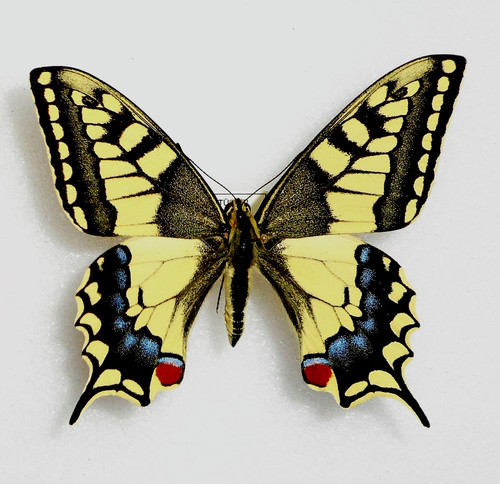 Papilio machaon - papilio,