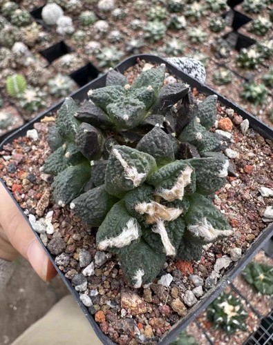 Vaso ariocarpus fis var - vaso,