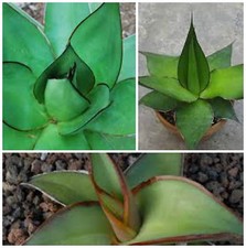 10 semi di agave chazaroi