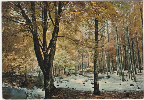 Gambarie aspromonte reggio - gambarie, d'aspromonte