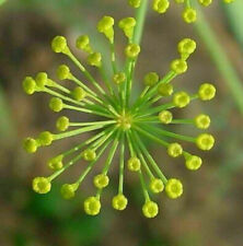 ANETHUM GRAVEOLENS - ANETO / ANETO, 100 semi + OMAGGIO