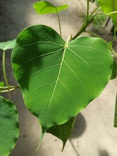 Ficus religiosa - 1 Plant - Rare - Bodhi Tree