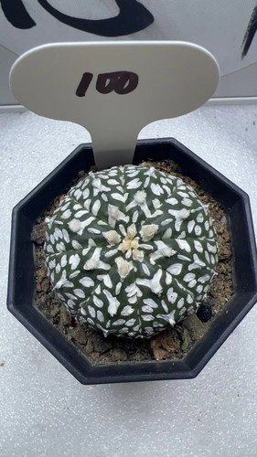 Cm raro cactus v - pz,