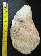 Conchiglia tridacna elongata -