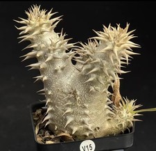 1/3/5 pezzi rari cactus