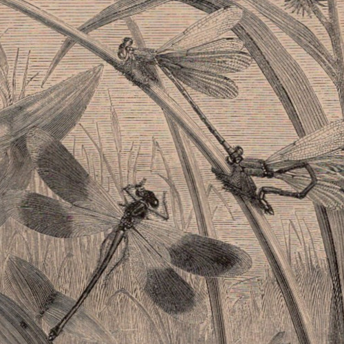 Libellule europee nell habitat - europee, nell'habitat