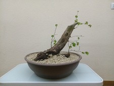 Bonsai carpino - bonsai,