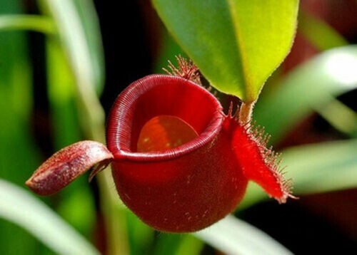 Pianta carnivora nepenthes - pianta,