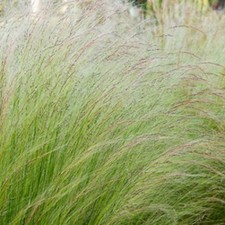 Pianta Stipa Pennata