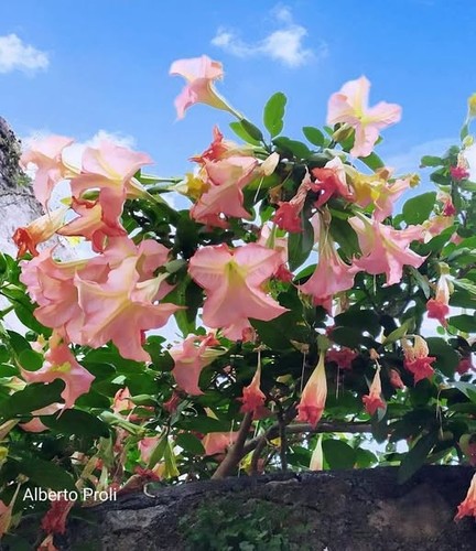 Brugmansia fiore rosa - brugmansia,