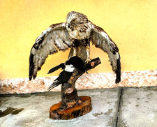 TROFEO CACCIA VECCHIA TASSIDERMIA BIANCONE UCCELLO DI MARE IMBALSAMATO TAXIDERMY