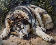 Alaskan Malamute sdraiato 8x10