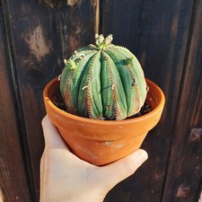 Euphorbia obesa prolifera