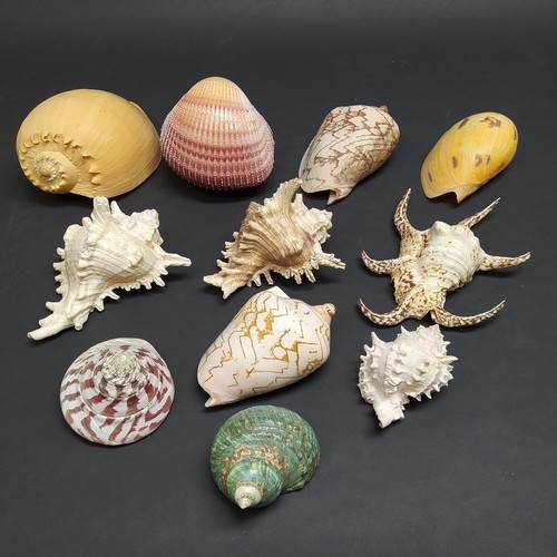 Lotto conchiglie marine - 11,