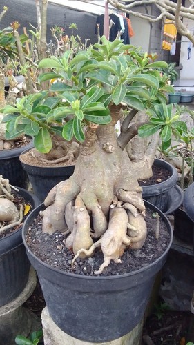 Bonsai adenium ori - adenium,