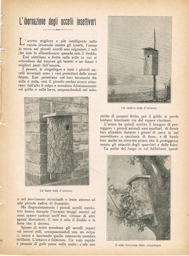 Ibernazione degli uccelli - l'ibernazione,