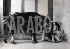 Foto vintage Animali, Cane adotta cinghiale, 1952, Stampa 18 x 13 cm