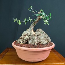 PRE BONSAI  DI OLIVASTRO