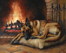Malinois belga riposo per