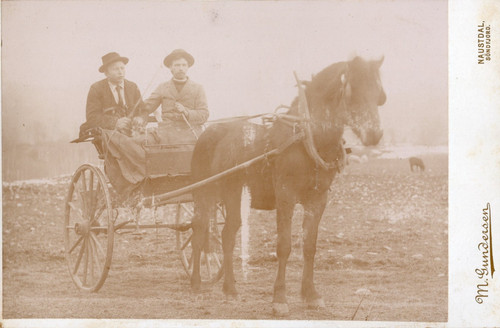 Passeggino carrozza cavalli