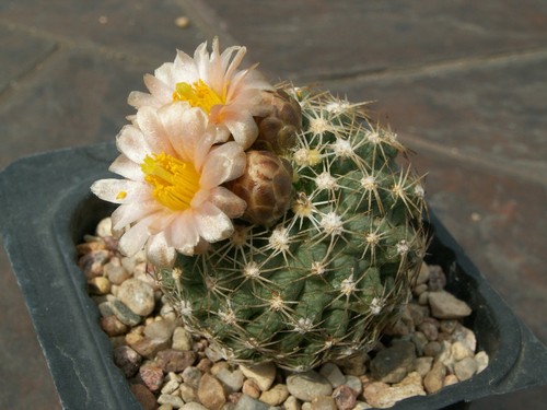 Pediocactus despainii aff