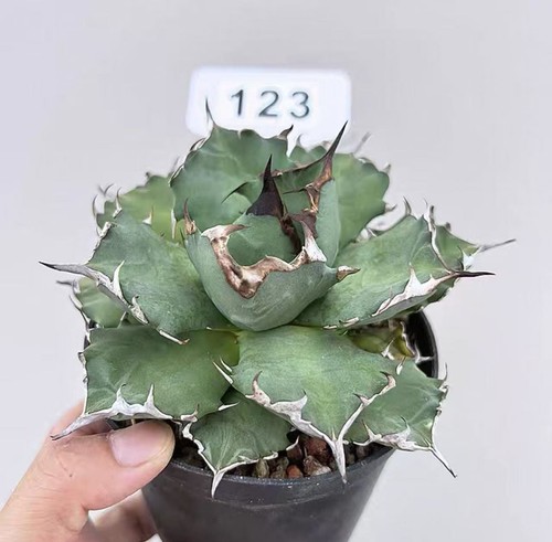 New rare 1pcs pot 10cm - 1pcs, agave