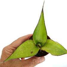 Agave samoele green - agave, cv.