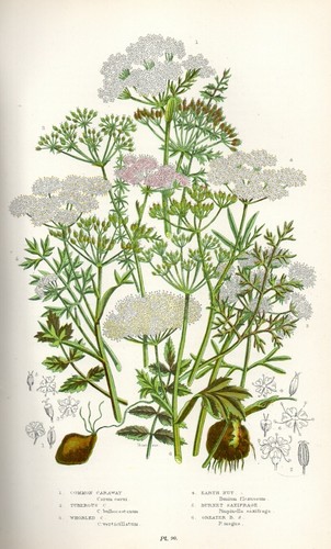 Stampa botanica antica 1899 - stampa,