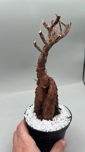 Mestoklema tuberosum raro - mestoklema,