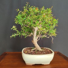 Bonsai shoin melograno - bonsai,