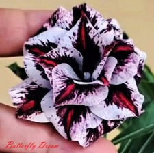 Nuovo adenium obesum desert - obesum,
