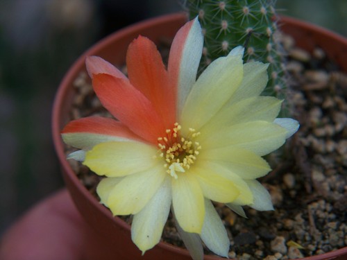 Chamaecereus ibrido - , "